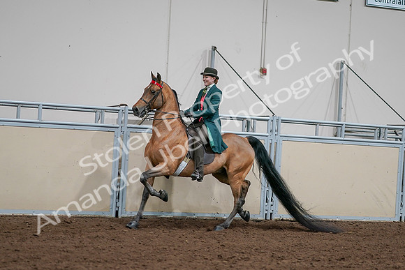 2020 - AB Morgan Horse - Sat, Sept 05 - 13682