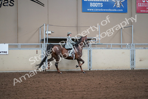 2019 Morgan Horse Show - Aug 30, 2019 - 18084