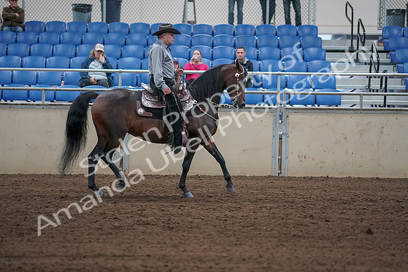 2019 Morgan Horse Show - Sept 01, 2019 - 07086