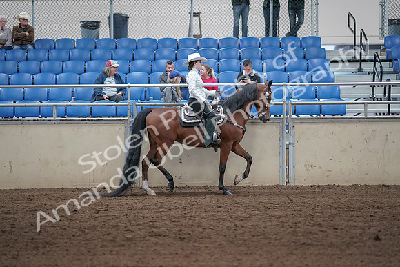 2019 Morgan Horse Show - Sept 01, 2019 - 07143