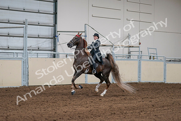 2020 - AB Morgan Horse - Sat, Sept 05 - 13080