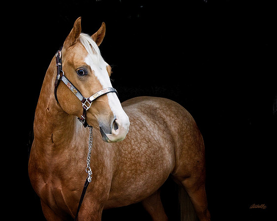 other breeds - 043