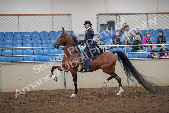 2019 Morgan Horse Show - Aug 30, 2019 - 25038
