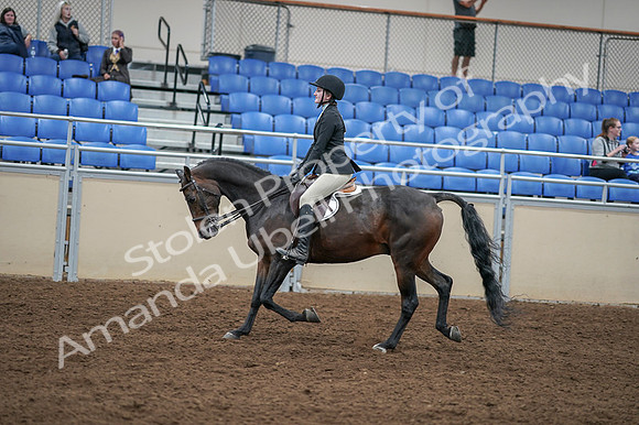 2020 - AB Morgan Horse - Fri, Sept 04 - 05846