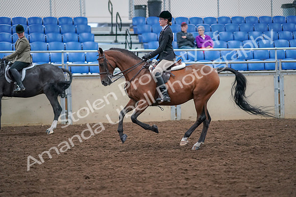 2019 Morgan Horse Show - Aug 30, 2019 - 20511