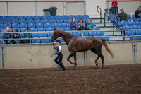 2019 Morgan Horse Show - Aug 31, 2019 - 02595