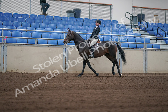 2019 Morgan Horse Show - Sept 01, 2019 - 03750