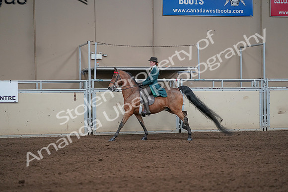 2019 Morgan Horse Show - Sept 01, 2019 - 13241
