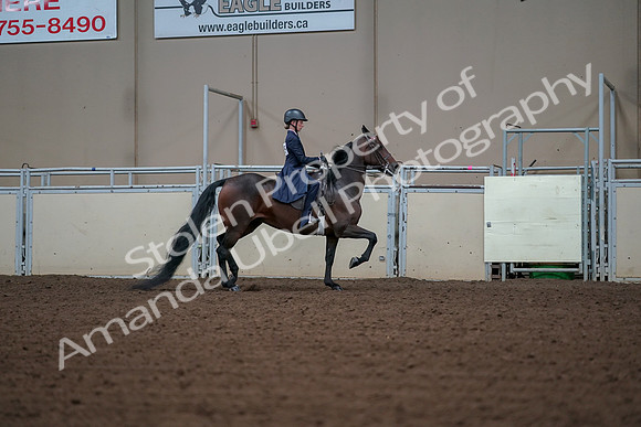 2019 Morgan Horse Show - Aug 30, 2019 - 18087