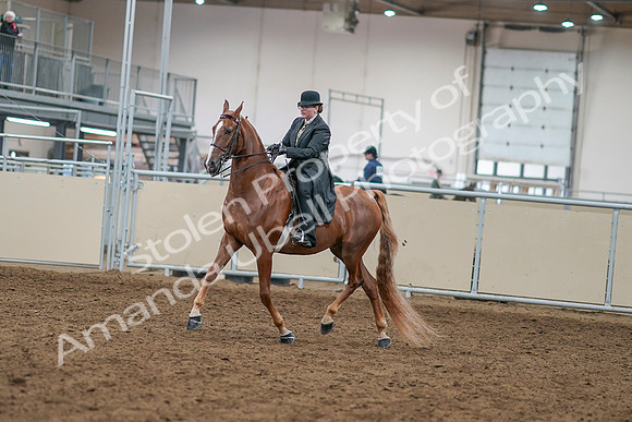 2020 - AB Morgan Horse - Sat, Sept 05 - 07958