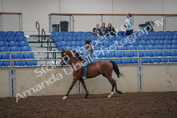 2019 Morgan Horse Show - Aug 30, 2019 - 31309