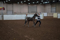 Class 063 - Morgan In Hand Stallion Championships