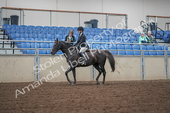 2019 Morgan Horse Show - Aug 30, 2019 - 14882