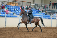 2020 - AB Morgan Horse - Sat, Sept 05 - 07902