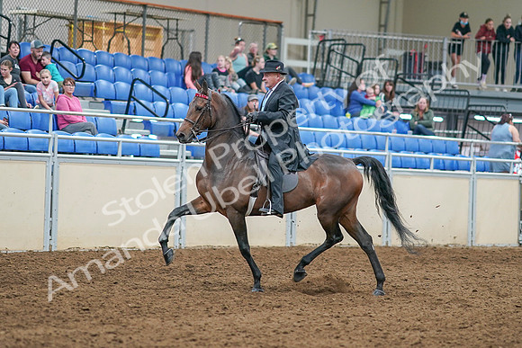 2020 - AB Morgan Horse - Sat, Sept 05 - 07902