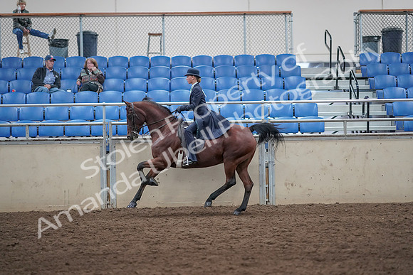 2019 Morgan Horse Show - Aug 31, 2019 - 08774