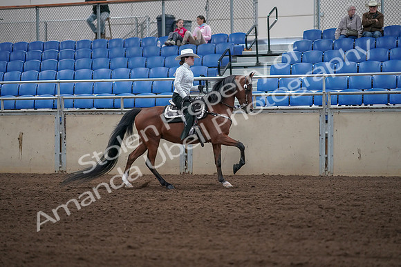 2019 Morgan Horse Show - Sept 01, 2019 - 07037