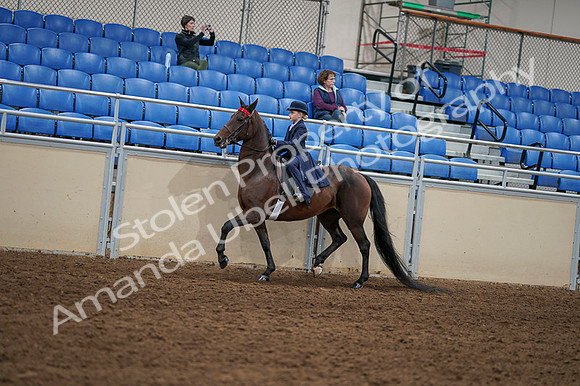 2020 - AB Morgan Horse - Fri, Sept 04 - 03640