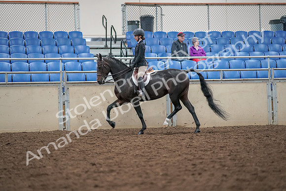 2019 Morgan Horse Show - Aug 30, 2019 - 20101
