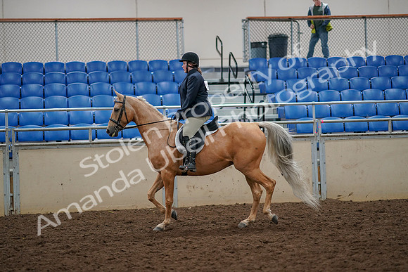 2019 Morgan Horse Show - Aug 30, 2019 - 22181