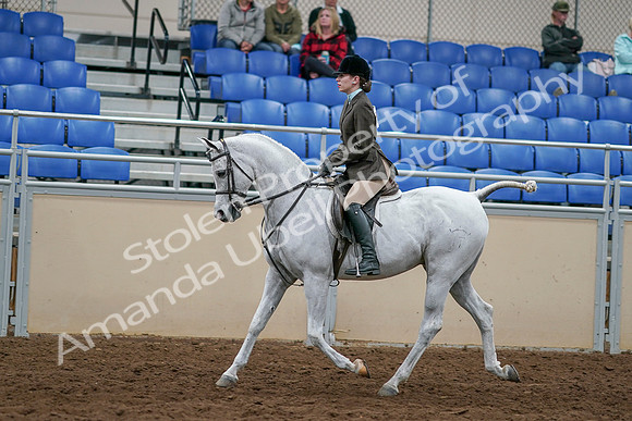 2020 - AB Morgan Horse - Sat, Sept 05 - 14448