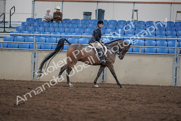 2019 Morgan Horse Show - Sept 01, 2019 - 08803