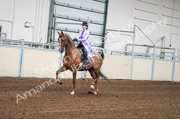 2020 - AB Morgan Horse - Fri, Sept 04 - 04900