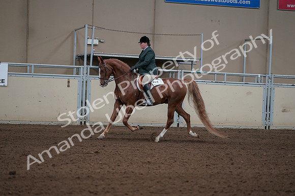 2019 Morgan Horse Show - Sept 01, 2019 - 12216