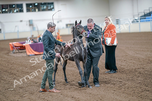 2020 - AB Morgan Horse - Fri, Sept 04 - 06198