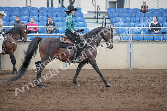 2019 Morgan Horse Show - Sept 01, 2019 - 07033