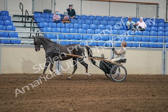 2020 - AB Morgan Horse - Sat, Sept 05 - 05852