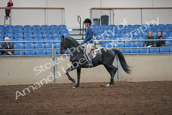2019 Morgan Horse Show - Aug 31, 2019 - 07226