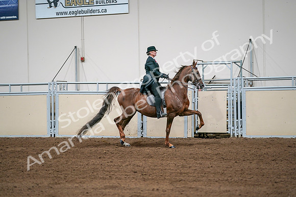 2020 - AB Morgan Horse - Fri, Sept 04 - 08113