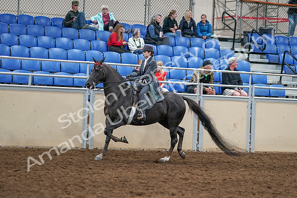 2020 - AB Morgan Horse - Sat, Sept 05 - 13722