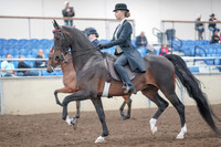 2019 Morgan Horse Show - Aug 31, 2019 - 08483