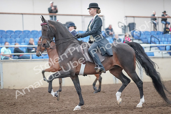 2019 Morgan Horse Show - Aug 31, 2019 - 08483