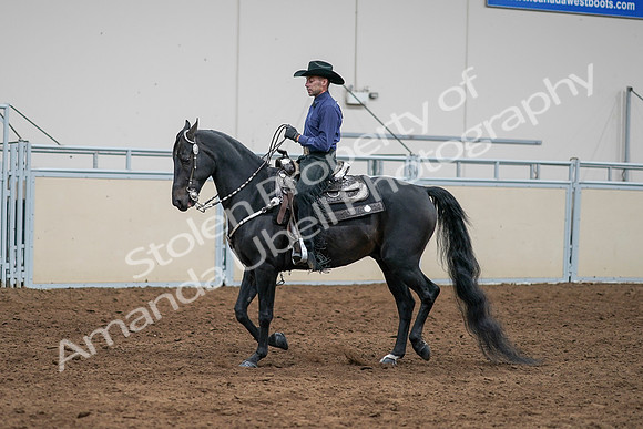 2020 - AB Morgan Horse - Sun, Sept 06 - 07653