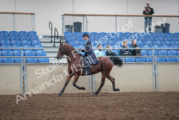 2019 Morgan Horse Show - Aug 31, 2019 - 08600