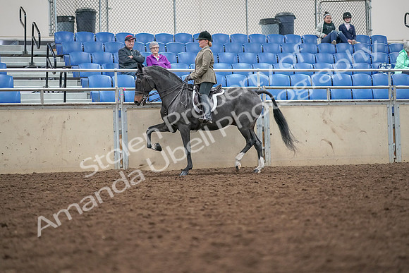2019 Morgan Horse Show - Aug 30, 2019 - 20276