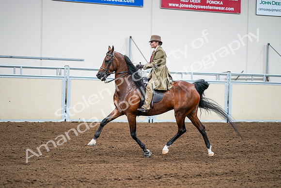 2020 - AB Morgan Horse - Sat, Sept 05 - 08104
