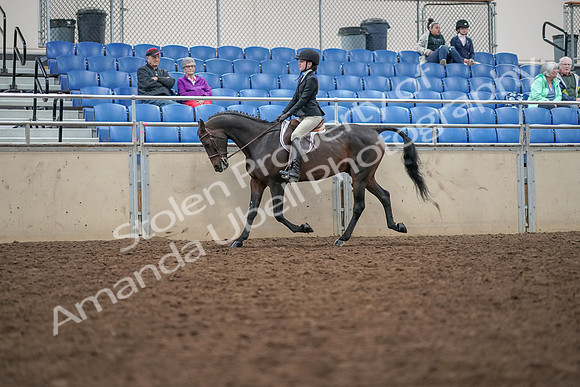 2019 Morgan Horse Show - Aug 30, 2019 - 20300