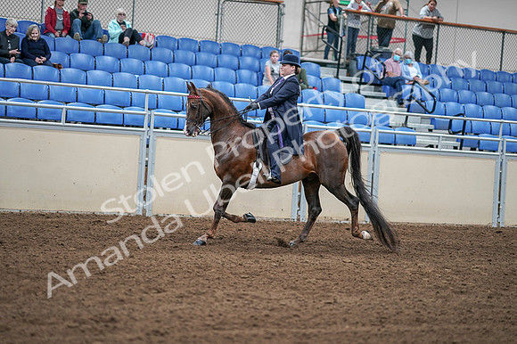 2020 - AB Morgan Horse - Fri, Sept 04 - 07896