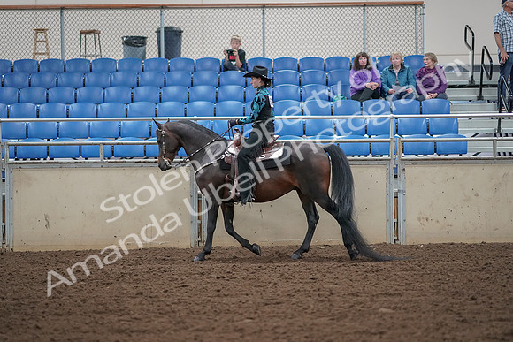 2019 Morgan Horse Show - Aug 30, 2019 - 25895