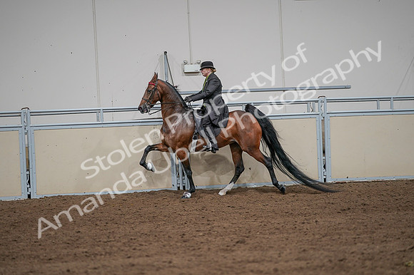 2020 - AB Morgan Horse - Fri, Sept 04 - 09651