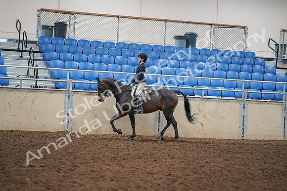 2019 Morgan Horse Show - Aug 30, 2019 - 12260
