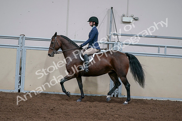 2020 - AB Morgan Horse - Fri, Sept 04 - 05927