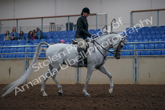 2019 Morgan Horse Show - Aug 31, 2019 - 16149