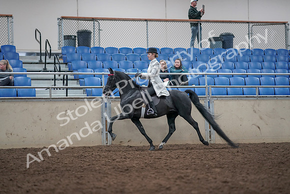 2019 Morgan Horse Show - Aug 31, 2019 - 09426