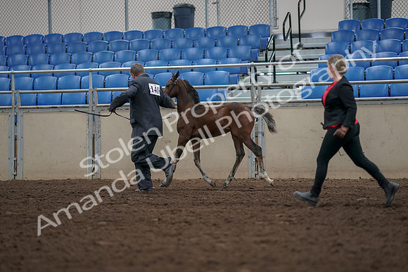 2019 Morgan Horse Show - Aug 31, 2019 - 00421