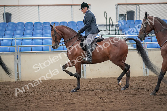 2019 Morgan Horse Show - Aug 30, 2019 - 20115